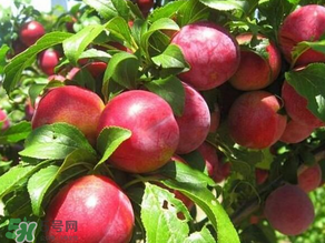 ?油桃是發(fā)物嗎？?油桃是不是發(fā)物？