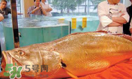 孕婦能吃金錢(qián)鱉嗎？懷孕期間能不能吃金錢(qián)鱉？
