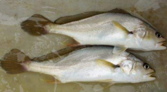 小孩能吃黃唇魚(yú)嗎？小孩吃黃唇魚(yú)好嗎？