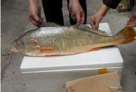 小孩能吃黃唇魚(yú)嗎？小孩吃黃唇魚(yú)好嗎？