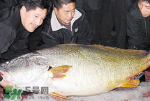 寶寶能吃金錢鳘嗎？金錢鳘寶寶吃了好嗎？