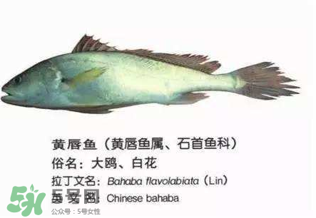 寶寶能吃金錢鳘嗎？金錢鳘寶寶吃了好嗎？