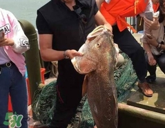 金錢鳘值多少錢？金錢鳘魚膠功效