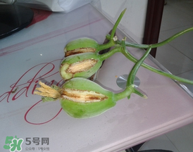 香瓜裂口怎么回事？香瓜裂了怎么辦？
