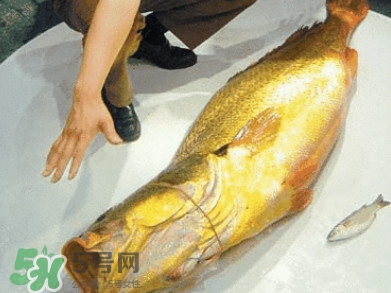 黃唇魚(yú)為什么不能養(yǎng)殖？ 黃唇魚(yú)淡水能養(yǎng)殖嗎