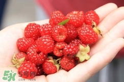覆盆子哪里有賣？覆盆子多少錢一斤？