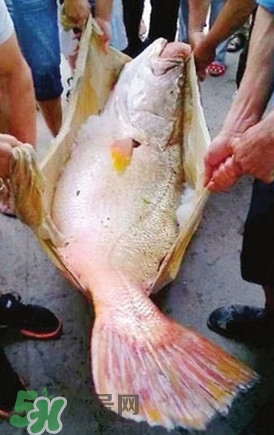 黃唇魚魚鰾能救命？黃唇魚魚鰾可以救命？