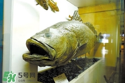 金錢鳘是什么魚？金錢鳘是淡水魚嗎？