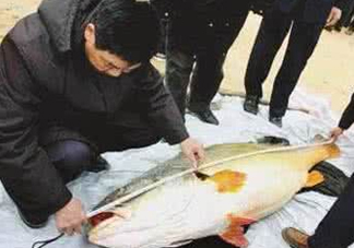 黃唇魚魚鰾真的那么神？黃唇魚魚鰾真實(shí)藥用價值