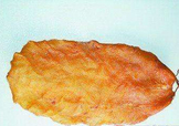  黃唇魚魚鰾怎么吃？ 黃唇魚魚鰾如何吃？