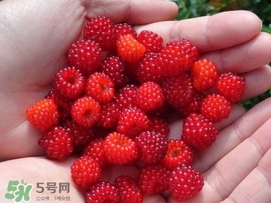 覆盆子是野草莓嗎？覆盆子是桑椹嗎？