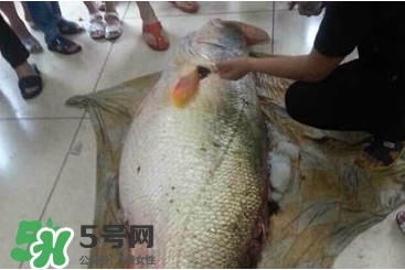 金錢(qián)鳘為什么那么貴？金錢(qián)鳘為什么能賣(mài)那么貴