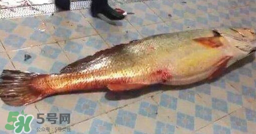 金錢鳘是什么？金錢鳘怎么讀？
