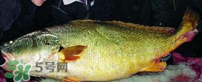 金錢鳘魚(yú)膠一斤多少錢？金錢鳘魚(yú)膠價(jià)格