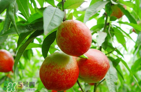 油桃可以榨汁嗎？油桃怎么榨汁？