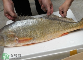金錢鳘可以人工養(yǎng)殖嗎？黃唇魚為什么難養(yǎng)殖