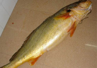 怎么鑒別金錢鳘魚膠？金錢鳘魚膠如何分辨真?zhèn)?><p><strong>怎么鑒別金錢鳘魚膠？金錢鳘魚膠如何分辨真?zhèn)?/strong></p></a></li> <li><a href=