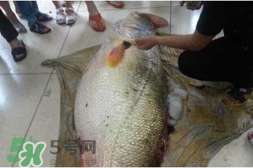 黃唇魚為什么貴？黃唇魚有什么藥用價(jià)值？