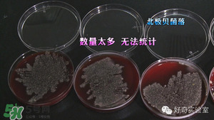 三文魚有刺嗎？三文魚的刺怎么處理