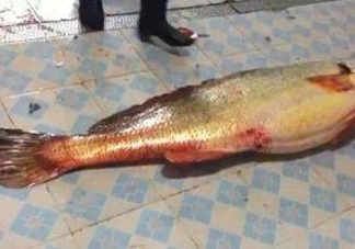 金錢鳘為什么身價上百萬？金錢鳘真這么值錢嗎