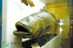 金錢鳘有什么用？金錢鳘有什么作用