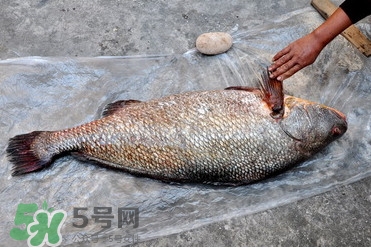 金錢鳘為什么身價(jià)上百萬(wàn)？金錢鳘真這么值錢嗎