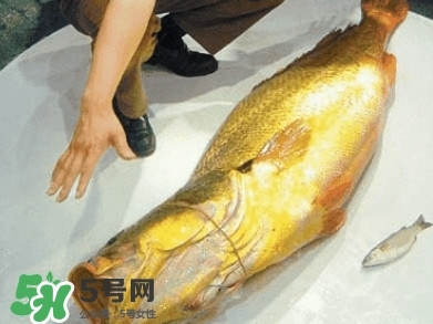 金錢(qián)鳘為什么那么貴？金錢(qián)鳘為什么能賣(mài)那么貴