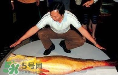 黃唇魚(yú)為什么不能養(yǎng)殖？ 黃唇魚(yú)淡水能養(yǎng)殖嗎