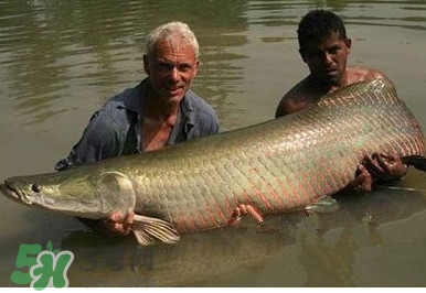 黃唇魚為什么貴？黃唇魚有什么藥用價(jià)值？