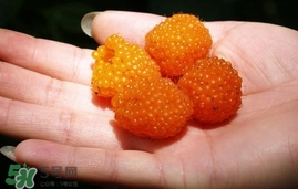 空心泡能吃嗎？空心泡與樹莓的差別