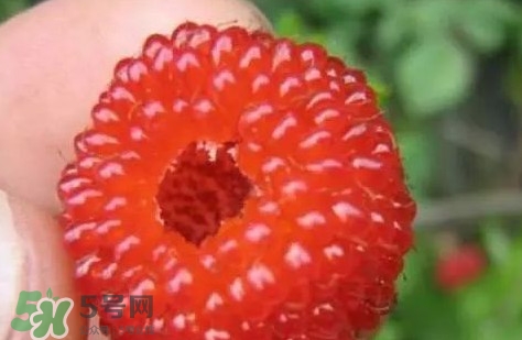 孕婦可以吃山莓嗎？孕婦能不能吃山莓