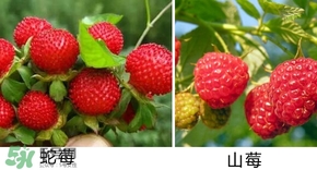 山莓有毒嗎？山莓和蛇莓的區(qū)別
