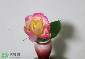 五月份可以扦插月季嗎？5月份適合插月季嗎？