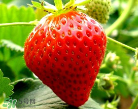 5月份可以種草莓嗎？五月份可以種草莓嗎？