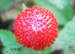 老人為什么不讓吃蛇莓？蛇莓為什么不能吃