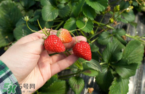 5月份能摘草莓嗎？五月份還有草莓摘嗎？