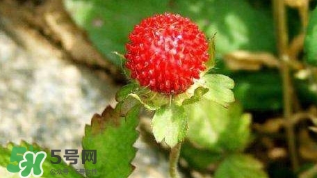 蛇莓收購多少一公斤？蛇莓價格