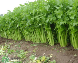五月份可以種芹菜嗎？芹菜適合什么時(shí)候播種？