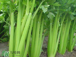 五月份可以種芹菜嗎？芹菜適合什么時(shí)候播種？