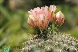 五月份種什么花？5月份適合種什么花？
