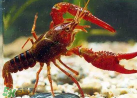 什么時(shí)候釣龍蝦最好？龍蝦幾月份能釣？