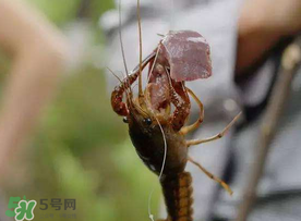 什么時(shí)候釣龍蝦最好？龍蝦幾月份能釣？