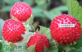 蛇莓可以吃嗎？蛇莓可以直接吃嗎