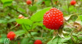 野草莓可以吃嗎？野草莓能不能吃