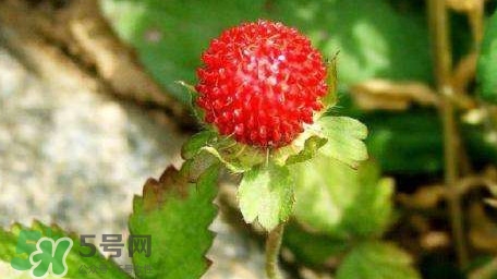 蛇莓有毒嗎？蛇莓有沒有毒