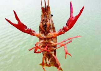 什么時候釣龍蝦最好？龍蝦幾月份能釣？