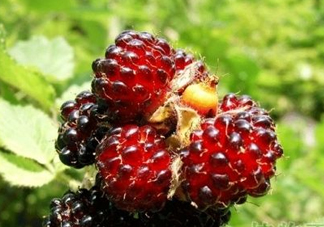 野草莓是覆盆子嗎？覆盆子是否叫蔓越莓