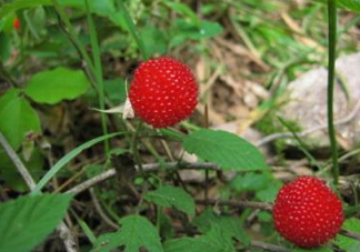 野草莓怎么吃？野草莓怎么清洗