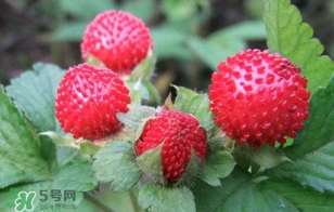 蛇莓是野草莓嗎？蛇莓和野草莓的區(qū)別