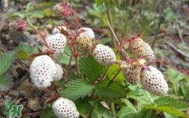 野草莓能吃嗎？野草莓圖片